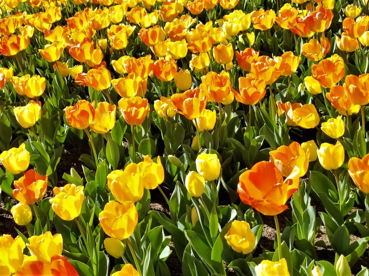 Tulip Festival, Istanbul